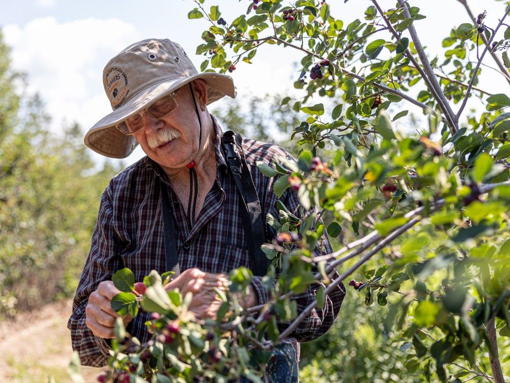 berry picking