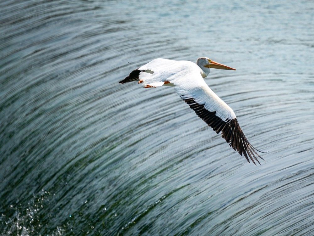 pelican weir