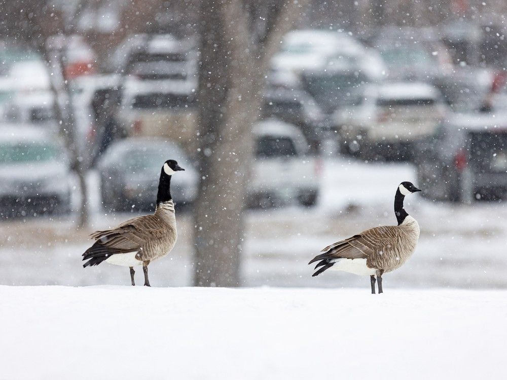 Canada geese wait for spring in Saskatoon