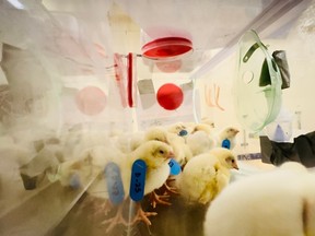 The 2025 U of S Images of Research photo and imaging competition celebrates the beauty and artistry in the work of University of Saskatchewan researchers. The Viewers' Choice winner was A Breath of Protection!, by Mihiprabha Rathnayake, PhD student, Department of Veterinary Pathology, Western College of Veterinary Medicine.