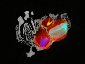 The 2025 U of S Images of Research photo and imaging competition celebrates the beauty and artistry in the work of University of Saskatchewan researchers. The Best Description winner was Frozen in Time: Teeth that Never Came to Bite, by Amalya Babayan, master's student, Department of Anatomy, Physiology and Pharmacology, College of Medicine.