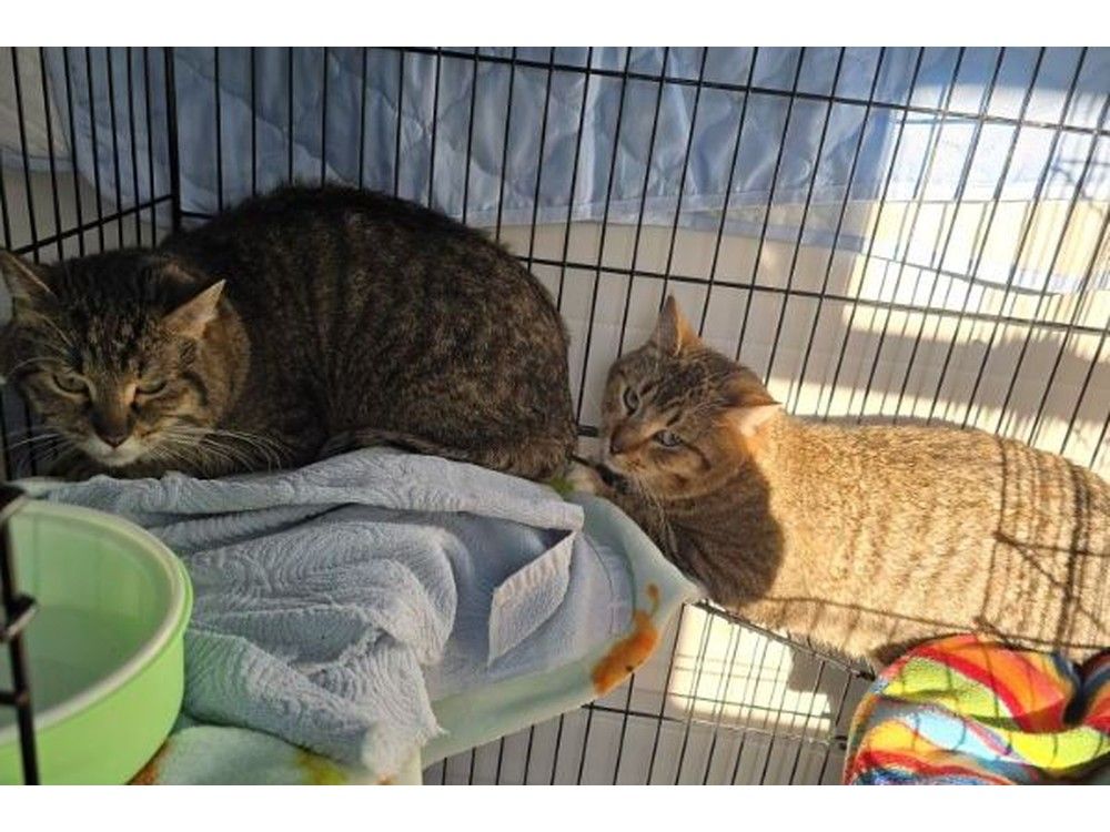 RCMP discovered 41 cats after being called out to do a wellness check at a home on Jan. 2.
