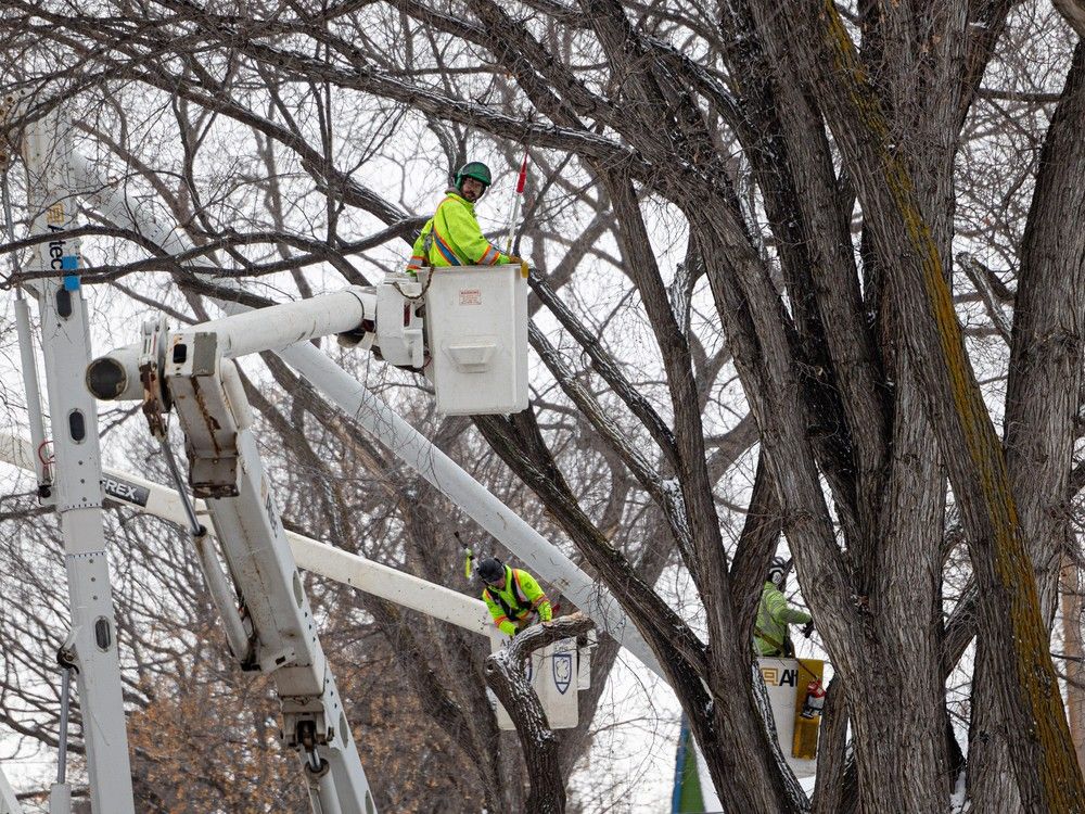 City considers action after explosion of Dutch elm disease in Saskatoon