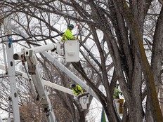 A crew with Arbour Crest Tree Services Ltd. pruning trees.