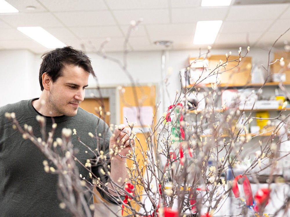 Anže Švara and his team are developing a breeding program that could eventually help bolster berry production.