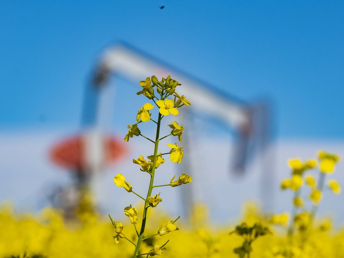 The fastest growing market for Canada's canola is energy