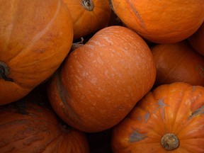 A pallet load of pumpkins is seen in the field at 'PYO Pumpkins' on October 4, 2017 in Hoo, England. (Photo by Leon Neal/Getty Images)