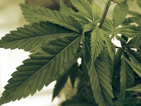 Marijuana plants grow at LifeLine Labs in Cottage Grove, Minn.in a June 17, 2015 file photo. A Halifax councillor has sparked a debate on social media over a term for cannabis he says has racist connotations.THE CANADIAN PRESS/AP/Jim Mone