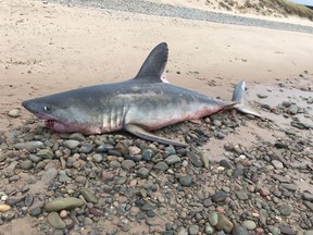A three-metre shark is shown on Cape Breton Island's Inverness Beach in Nova Scotia in this handout image.