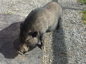 Lyle, a two-year-old black pig, is shown in this undated handout image.