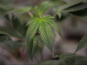 A juvenile plant grows at Bedrocan Canada, a medical marijuana facility, in Toronto on August 17, 2015.