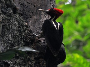 Picture of a woodpecker (Compephilus Magellanicus)