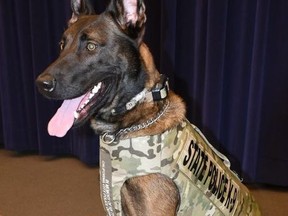 This undated photo provided by the New York State Police shows Will, a Belgian-Malinois.