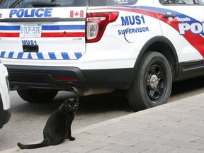 Porter the cat was rescued by the Toronto Police Marine Unit in 2016 and been an unofficial member of the unit ever since.