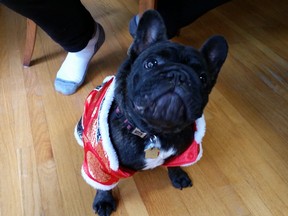 Turbo, the French Bulldog, rocks an emperor Halloween costume.