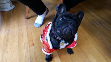 Turbo, the French Bulldog, rocks an emperor Halloween costume.