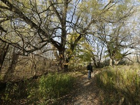 A back trail at Marie Curtis Park in Toronto that has been the target of police surveillance for numerous sexual activities going on on Monday November 14, 2016.