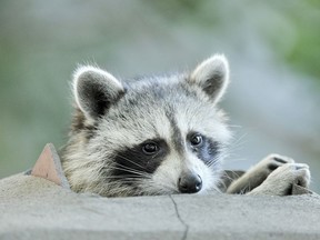 A raccoon perched on the top of a chimney above a restaurant tries to catch a bit of the evening breeze after a hot summer day in Toronto, Tuesday, July 12, 2011.   (Tyler Anderson/Postmedia Network)