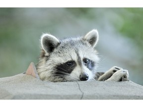 A raccoon perched on the top of a chimney above a restaurant tries to catch a bit of the evening breeze after a hot summer day in Toronto, Tuesday, July 12, 2011.   (Tyler Anderson/Postmedia Network)