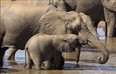 U.S. President Donald Trump has lifted the ban on importing elephant heads killed by American big game hunters. THE ASSOCIATED PRESS