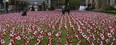 Around 11,800 Canadian flags were planted at the Manulife building on Bloor St. W. as a memorial to those who have given their lives for Canada.