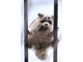 A baby raccoon fought off fatigue for three days while straddling two high-voltage power lines in a west Toronto neighbourhood at Queen St. and Dovercourt Rd. The raccoon survived with the help of area residents and Toronto Hydro workers.