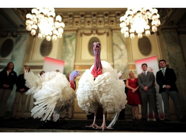 Drumstick and Wishbone, the National Thanksgiving Turkey and its alternate 'wingman,' are introduced during an event hosted by The National Turkey Federation at the Williard InterContinental November 20, 2017 in Washington, DC.
