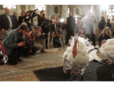 Drumstick and Wishbone, the National Thanksgiving Turkey and its alternate 'wingman,' are introduced during an event hosted by The National Turkey Federation at the Williard InterContinental November 20, 2017 in Washington, DC.