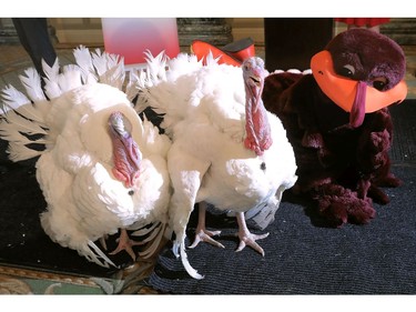 Drumstick and Wishbone, the National Thanksgiving Turkey and its alternate 'wingman,' are introduced during an event hosted by The National Turkey Federation at the Williard InterContinental November 20, 2017 in Washington, DC.