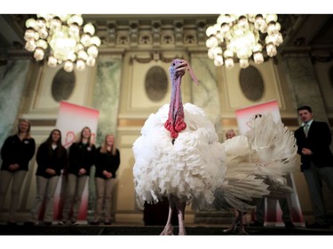 Drumstick and Wishbone, the National Thanksgiving Turkey and its alternate 'wingman,' are introduced during an event hosted by The National Turkey Federation at the Williard InterContinental November 20, 2017 in Washington, DC.