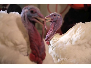 Drumstick and Wishbone, the National Thanksgiving Turkey and its alternate 'wingman,' are introduced during an event hosted by The National Turkey Federation at the Williard InterContinental November 20, 2017 in Washington, DC.