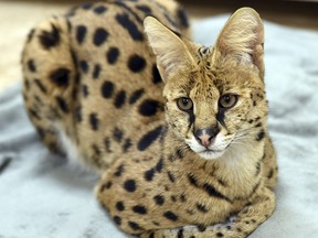 This Nov. 7, 2017 photo shows an African Serval cat rescued from the streets of Reading, Pa., by the Animal Rescue League of Berks County.    Police captured the big African cat, resembling a cheetah, running loose through the streets.  The cat was transported to a big cat rescue facility that can give it the special diet and extensive exercise it needs.  (Tim Leedy/Reading Eagle via AP)