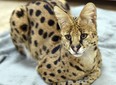 This Nov. 7, 2017 photo shows an African Serval cat rescued from the streets of Reading, Pa., by the Animal Rescue League of Berks County.    Police captured the big African cat, resembling a cheetah, running loose through the streets.  The cat was transported to a big cat rescue facility that can give it the special diet and extensive exercise it needs.  (Tim Leedy/Reading Eagle via AP)