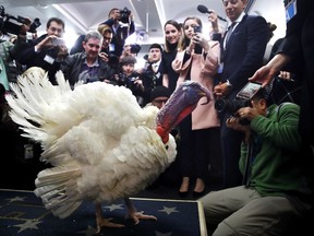 Wishbone, one of two turkeys set to be pardoned by President Donald Trump, is previewed by members of the press, Tuesday, Nov. 21, 2017, at the White House briefing room in Washington. (AP Photo/Jacquelyn Martin)