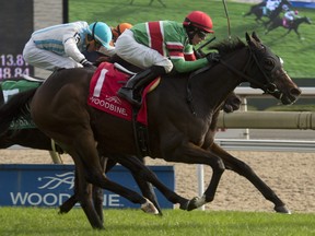 .Jockey Jesse Campbell guides Tower of Texas to victory in the $100,000 Labeeb Stakes for owners Thomas Van Meter III and Scott Dilworth and trainer Roger Attfield. (MICHAEL BURNS/Photo)