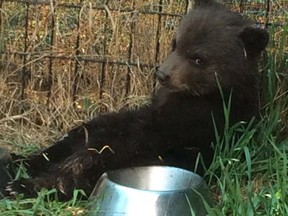 A black bear cub is pictured in the Dawson Creek, B.C., area on May 6, 2016, before it was destroyed by a conservation officer.