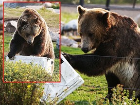 A grizzly bear tests the strength of a cooler at the Grizzly and Wolf Discovery Center outside Yellowstone National Park. MUST CREDIT: Washington Post photo by Whitney Shefte.