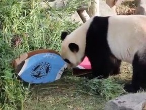 Toronto Zoo giant panda Da Mao picks the Argos to win Sunday's Grey Cup! (Screengrab)