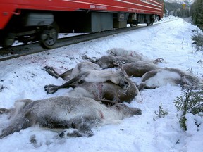 In this grab taken from video made available on Sunday, Nov. 26. 2017, a train passes by dead reindeer, near Mosjoen, North of Norway