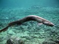In this handout picture released by Awashima Marine Park, a 1.6 metre long Frill shark swims in a tank after being found by a fisherman at a bay in Numazu, on January 21, 2007 in Numazu, Japan. The frill shark, also known as a Frilled shark usually lives in waters of a depth of 600 meters and so it is very rare that this shark is found alive at sea-level. It's body shape and the number of gill are similar to fossils of sharks which lived 350,000,000 years ago. (Photo by Awashima Marine Park/Getty Images)