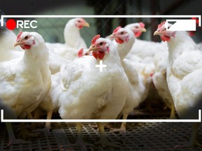 Chickens appear on a farm through a camera viewfinder in this stock photo.