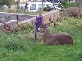 A deer with part of a purple hammock laced around his antlers has inspired a Facebook page, popular line of T-shirts and tremendous public interest in a northwestern British Columbia city, but the buck's beatnik bonnet won't last much longer. "Hammy" is seen in this unated handout photo sitting in the backyard of Prince Rupert, B.C., resident Sharon Cameron. (THE CANADIAN PRESS/HO-Sharon Cameron)