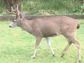 B.C. Conservation Officers free Hammy the deer of a hammock tangled in his antlers.