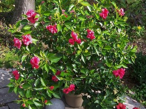 Police somehow confused hibiscus (pictured) with marijuana.