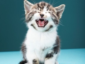File photo of a kitten. (Martin Poole/Getty Images)
