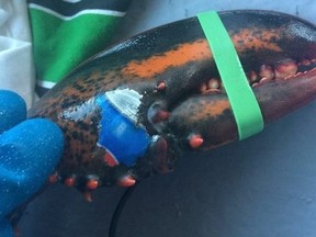 Karissa Lindstrand was banding lobster claws on the boat Honour Bound off Grand Manan on Nov 21, 2017 when she came across one with the image of a Pepsi can on it (shown). THE CANADIAN PRESS/HO-Karissa Lindstrand MANDATORY CREDIT