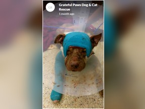 Pit bull Ollie was found badly beaten, stabbed and stuffed into a suitcase, according to Florida police officials. (Grateful Paws Dog & Cat Rescue/GoFundMe)