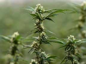 Flowering marijuana plants are pictured during a tour of Tweed in Smiths Falls, Ontario on Thursday, Jan. 21, 2016. Ontario is set to introduce its legislation today to sell and distribute recreational marijuana. THE CANADIAN PRESS/Sean Kilpatrick