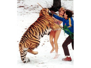 PEAKE ARCHIVES: Christa Daniel and Taz the tiger meet in High Park in Toronto Jan 2, 1986.