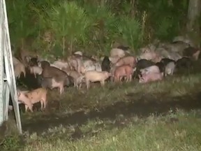 Pigs were on the loose after a truck crashed on a Florida highway. (Twitter/WJXT4)